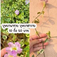 ราคา ต้นบุษพารวย บุษบาฮาวาย 10 กิ่ง 50 บาท (24671476089)