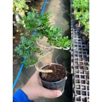 ราคา บอนไซมะสัง / ชาฮกเกี้ยน ไม้ดัด (21731521514)