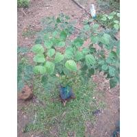 ราคา ต้นปีบดอกขาวไม้มงคลเสริมความเป็นสิริมงคลดอกสีขาวหอมแรงสูง20-40cm.สูง20-40cm. (23555125535)