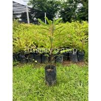 ราคา ต้นธรณีสารกิ่งปักชำ ว่านธรณีสาร พืชสมุนไพร สูง40-50ซม (19682147628)