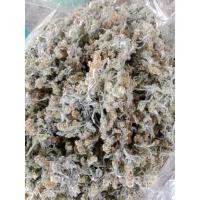 ราคา หญ้านางนวลหรือชิวคัก (25565673190)