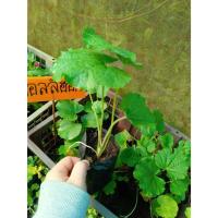 ราคา ต้นพันธุ์ ดอกฮอลลี่ฮ็อค Hollyhock ถุงดำพร้อมปลูก 29บาท ปลูกง่าย โตไว ดอกสวย สดใส ดอกฉัตรทอง หรือ ฮอลลี่ฮ็อค (57603298570)