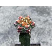 ราคา แคคตัส ยิมโนT3115 gymnocalycium mihanovichii variegata cactus (8426888138)