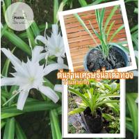 ราคา ต้นว่านเศรษฐีน้ำเต้าทองดอกสีขาวส่งทั้งกระถาง/ว่านหายาก/ว่านมงคล1กระถาง80บาท (15153849635)
