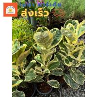 ราคา ต้น ไทรใบสักด่าง Ficus lyrata Warbไทรใบสักด่าง Fiddle Fig variegated กระถาง 8-11นิ้ว ขนาดใหญ่ 60ซม (ส่งเร็ว) (27258079908)