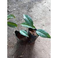 ราคา ต้นพันธุ์ คีเปล ต้นคีเปล Kepel ผลไม้ตัวหอม พร้อมปลูกในถุงดำ 199 บาท ไม้ดอกหอม (26157532262)