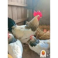 ราคา ไข่เขื้อไก่ไข่ไลท์ชัชเชค สายพันธุ์แท้รับประกันเชื้อ 80 เปอร์เซ็นต์ (41850394193)