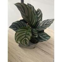 ราคา **คล้าเสน่ห์ขุนแผน เรียกทรัพย์ ไซร์ XL (12811792011)