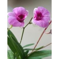 ราคา กล้วยไม้หวายแคระ 1 กระถางลุ้นสีมีสีแดงชมพูขาว ราคาถูกมีจำนวนจำกัด (42221801912)