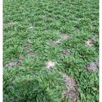 ราคา หญ้าไทเป 10 ตารางเมตร 6 กิโลกรัม (40006357591)