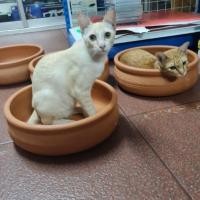 ราคา อ่าง อ่างแมว ที่นอนแมว อ่างดินเผา บ้านแมว มีความเย็นและอบอุ่น เคลื่อนย้ายง่าย (6279552536)