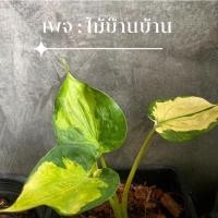 ราคา นางกวักใบโพธิ์ด่างสีทอง (9188117069)