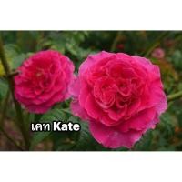ราคา กุหลาบ-เคท Kate สีชมพู ดอกใหญ่ หอมแรง บานทน (25701622543)