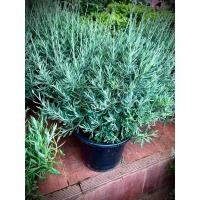 ราคา ลาเวนเดอร์ อิงลิช English Lavender / Lavandula Angustifolia / True Lavender ลำต้นสูง พุ่มกว้าง กระถางใหญ่พร้อมติดดอก (27678368659)