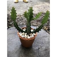 ราคา ยูโฟเบียแลคเทีย ฟอร์มสวย รากแน่น (6278810395)