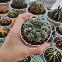 ราคา Gymnocalycium Hybridยิมโนคาไลเซียมลูกผสม ไม้เมล็ด (9155992653)