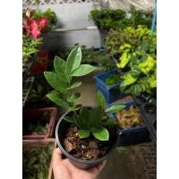 ราคา กวักมรกตเขียว กระถาง 5-6 นิ้ว (15979057256)