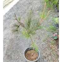 ราคา สนดำญี่ปุ่น Bonsai Japanese black pine รอด 100% กระถาง10นิ้ว(ตามรูปต้นจริง) (26043123672)