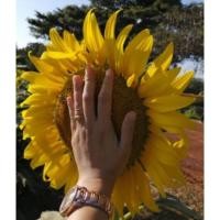 ราคา TLPเมล็ด​ทานตะวัน​ดอกใหญ่​สำห​รับ​ปลูก​1กก. (4849096496)