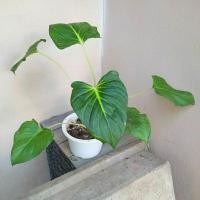 ราคา ต้นเสน่ห์จันทร์ขาว ว่านเสน่ห์จันทร์ขาว (19439827436)