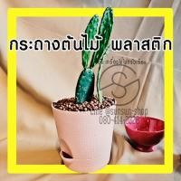 ราคา 993.กระถางต้นไม้พลาสติก สีพาสเทล พร้อมถาดรองน้ำ ปากกว้าง 14 ซม. สูง 13ซม. สีชมพู สีฟ้า สีน้ำตาล (16775858754)