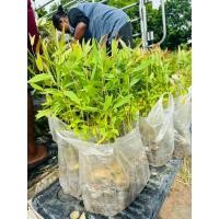 ราคา ต้นยูคาลิปตัส1ชุด10ต้นสูงประมาณ30-40ซม. (22551052792)