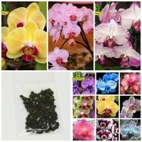 ราคา ขายส่ง 100 เมล็ด เมล็ดกล้วยไม้ Orchid เอื้อง พันธุ์ไม้ดอก กล้วยไม้ขวด เมล็ดพันธุ์นำเข้า กล้วยไม้ป่า กล้วยไม้ดิน กล้วยไม้ (1518730930)
