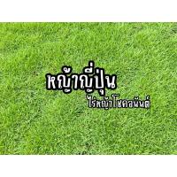ราคา หญ้านวลน้อย หญ้าญี่ปุ่น หญ้ามาเลเซีย หญ้าพาสพาลั่ม หญ้าจริง หญ้าจัดสวน (44059447929)