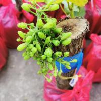 ราคา ต้นองุ่นเขียว ตอป่า ติดตา พันธุ์ไวท์มะละกา (White Malaga) ลำต้นสูง 40-50 ซม (8813932714)