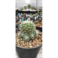 ราคา แมม ดูไว Mammillaria duwei (10541834811)