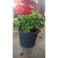 ราคา ต้นม่วงเจริญแคระ หรือหลินซานแคระ (19126787046)