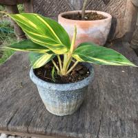 ราคา ข่าด่างเหลืองด่างขาวสาคูด่าง (9486991115)