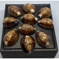 ราคา ยกถุง 100 ชิ้น หอยเบี้ยแก้แท้ ขนาด2.5-3 cm เปลือกหอยแท้ธรรมชาติ (15262645884)