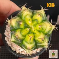 ราคา เทียนหยด ไม้ชำหน่อ ยิมโนด่าง แคคตัส กระบองเพชร ยิมโนด่าง cactus (21840225209)