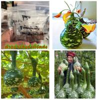 ราคา (ขาย เมล็ด ) น้ำเต้าคอหงษ์ เมล็ดน้ำเต้าคอหงษ์ เมล็ดน้ำเต้า น้ำเต้า คอหงษ์ สายพันธุ์ไม้หัวออกดอกสวยงาม (3396628856)