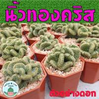 ราคา นิ้วทองคริส Mammillaria Elongata cristata กระบองเพชร (7191949631)