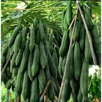 ราคา เมล็ดพันธุ์มะละกอ ครั่งต้นเตี้ย (24079975943)