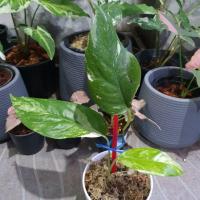 ราคา อิพิพรีนั่ม อิพิด่างขาว epipremnum ไม้ด่าง (6995801715)