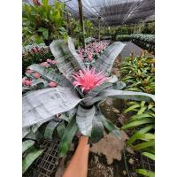 ราคา (1ต้น) ต้น Aechmea fasciata ต้นสับปะรดสี สี ชมพู สีดอกชมพู สับปะรดสี สับปะรดสีชมพู สับปะรด ต้นสับปะรด สับปะรดประดับ ทษณ (21318915005)