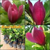 ราคา (1ต้น)(vาย ต้นพันธุ์) ต้น ดอก จำปีแดง ต้นจำปีแดง happy (16525051780)