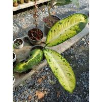 ราคา เศรษฐีเรือนทอง ใบด่าง ต้นงามๆ (14725487630)