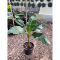 ราคา กล้วยมาฮอย ออกผล กินได้ ลูกใหญ่ หวานอร่อย (43550070139)