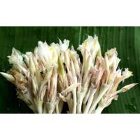 ราคา ต้นดอกกระเจียวขาว(ต้นกระเจียว)จัดชุด13ตัน100บาท (13907330393)