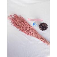 ราคา Rarin‼️พร้อมส่ง‼️ดอกรวงข้าว ( สีชมพูอ่อน) ดอกไม้แห้ง ขนาด 1 กำ ใช้ตกแต่ง ตามโต๊ะอาหาร ร้านกาแฟ (23815064249)