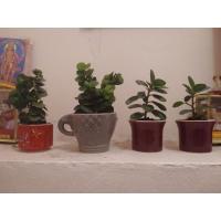 ราคา ต้นช้อนเงินช้อนทองแคระ (9511095708)