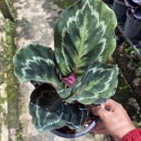 ราคา คล้านกยูงเขียว กระถาง 6 นิ้ว ไม้มงคล ฟอกอากาศ (12703499344)