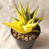 ราคา ไม้อวบน้ำม้าเวียนด่างลายสวยๆ/ม้าเวียนเขียวลูกด่าง (2191648735)