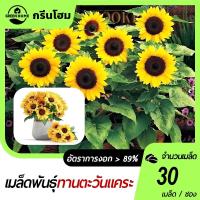 ราคา ทานตะวันแคระ ซันไบร์ทคิดส์ 30 เมล็ดงอกดีดอกดกสวย☘️ต้นเตี้ย (41605050951)