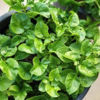 ราคา วอเตอร์เครสฮาวาย พร้อมปลูก กิ่งชำ ในถุงดำ รากแน่น พร้อมปลูก (25725914696)