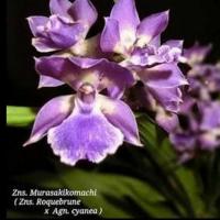 ราคา กล้วยไม้ Oncidium Zygonisia Murasaki K (27690324104)